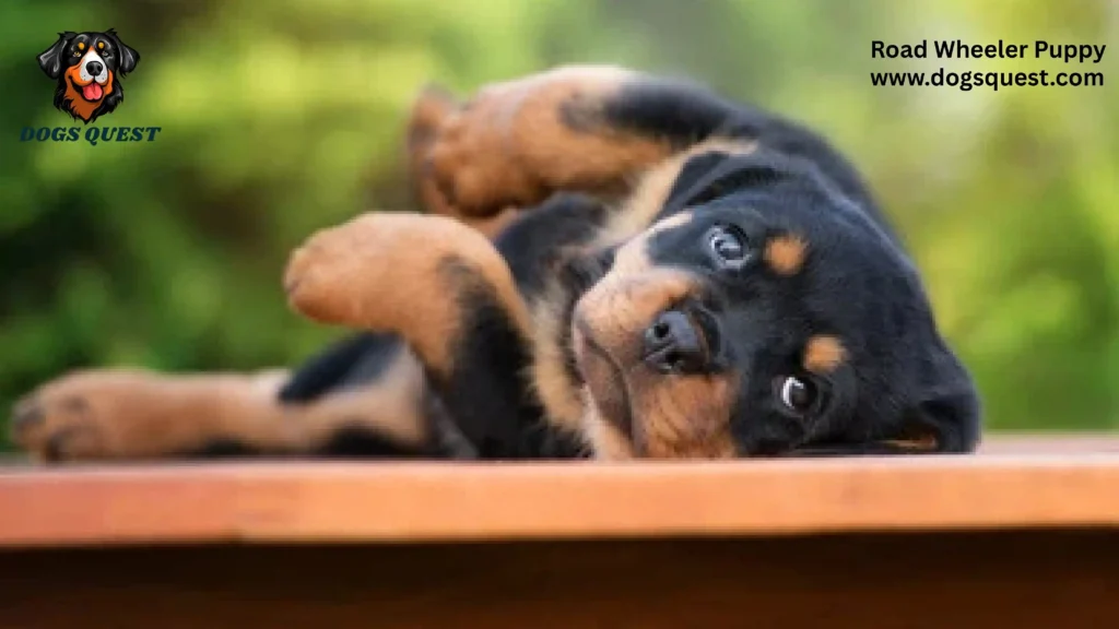 Road Wheeler Puppy