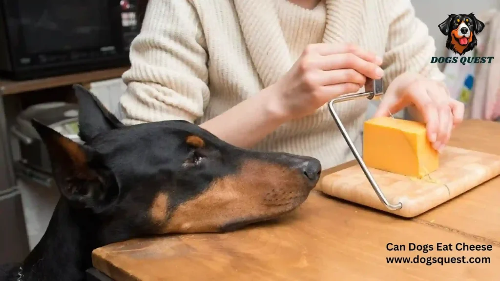 Can Dogs Eat Cheese