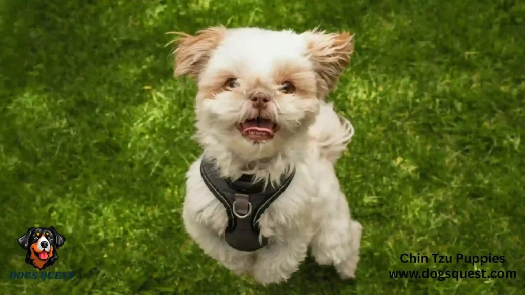 Chin Tzu Puppies