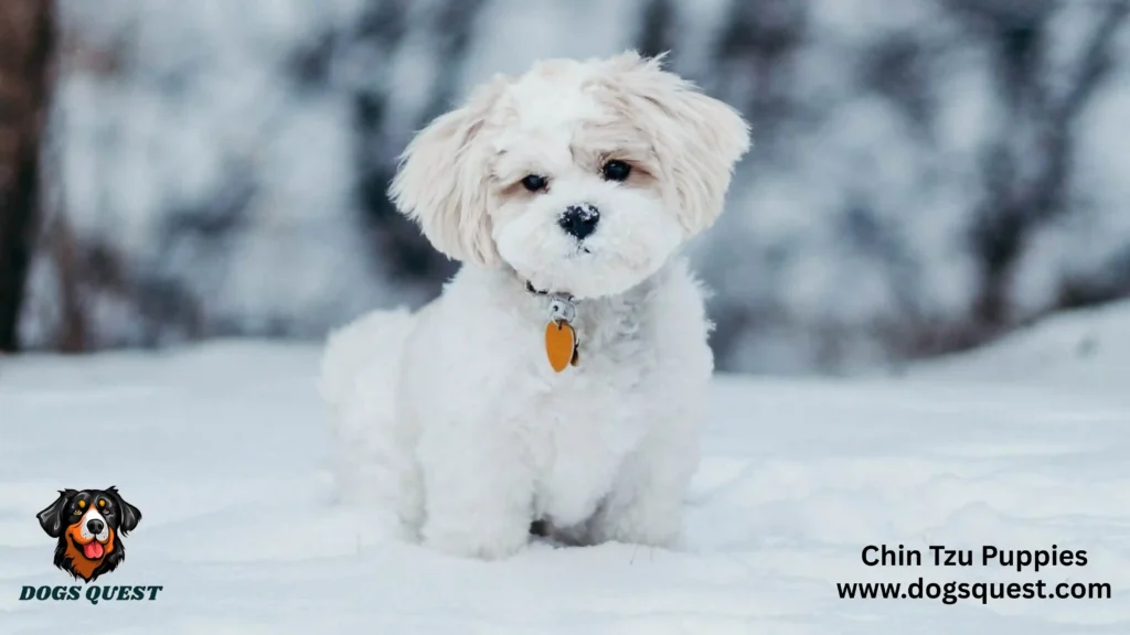 Chin Tzu Puppies