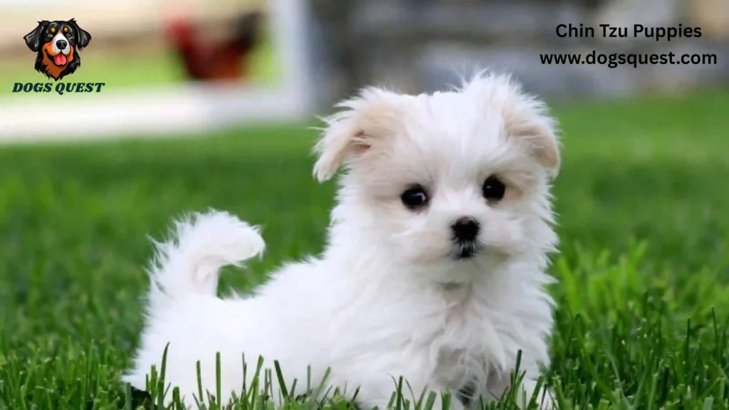 Chin Tzu Puppies