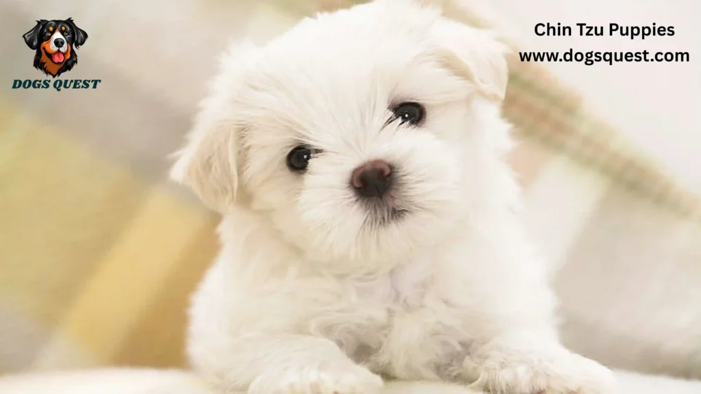 Chin Tzu Puppies