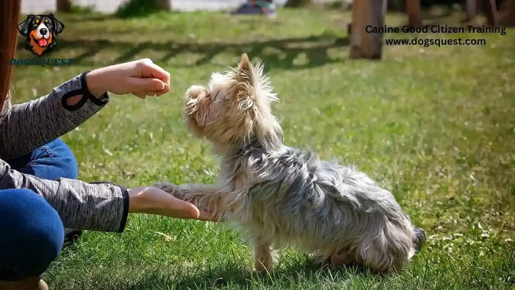 Canine Good Citizen Training