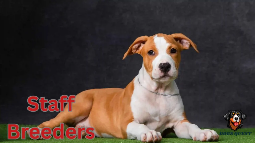 Staff Breeders