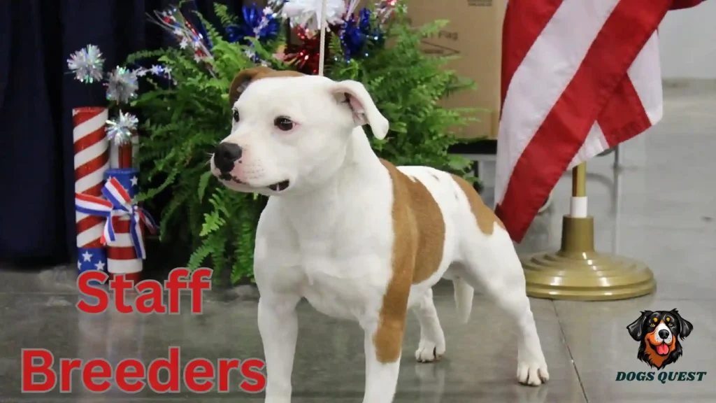 Staff Breeders