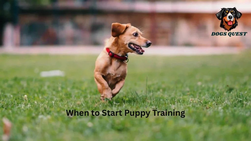 When to Start Puppy Training