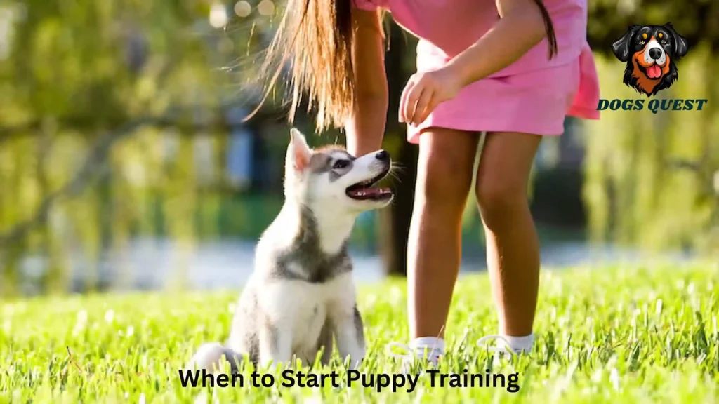 When to Start Puppy Training