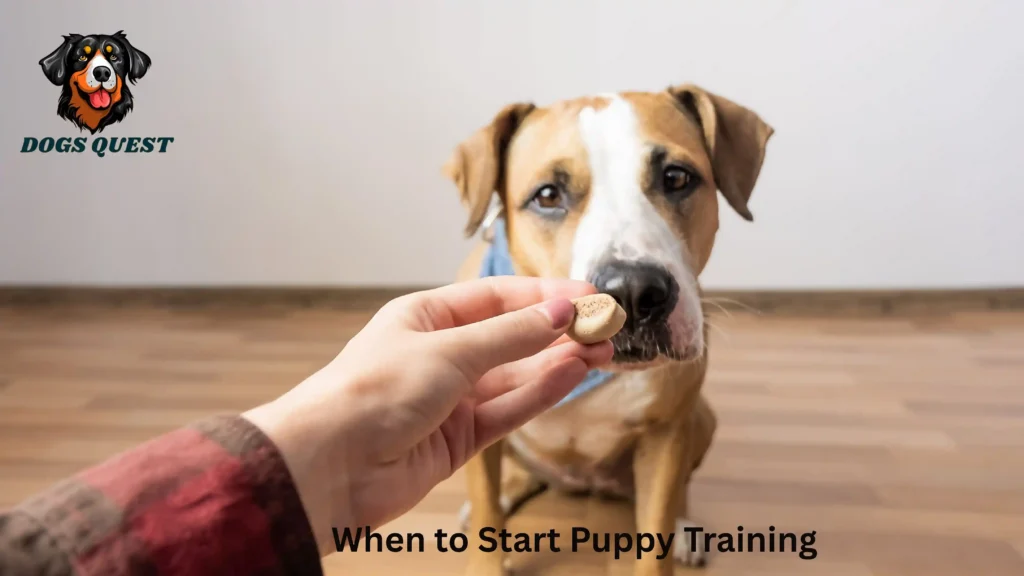 When to Start Puppy Training