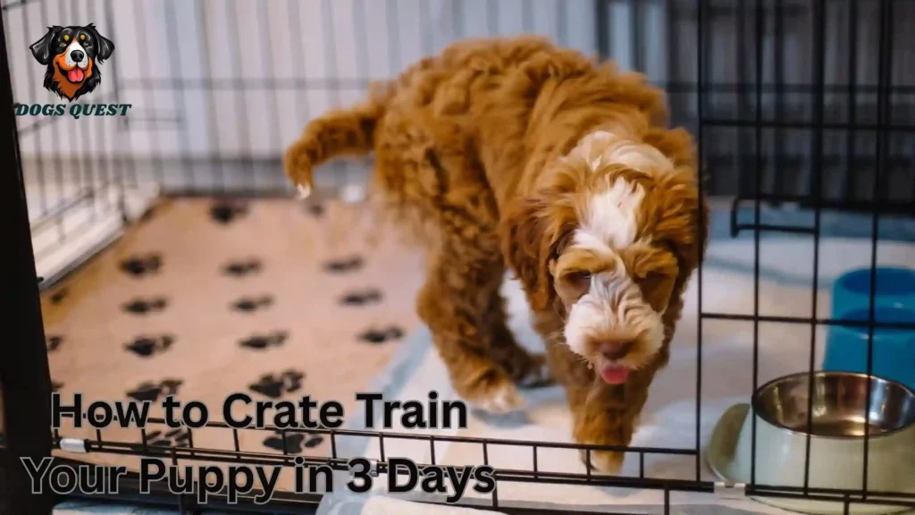 How to Crate Train Your Puppy in 3 Days