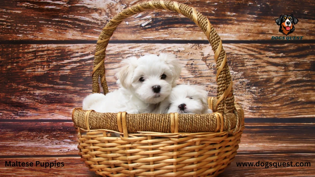 Maltese Puppies