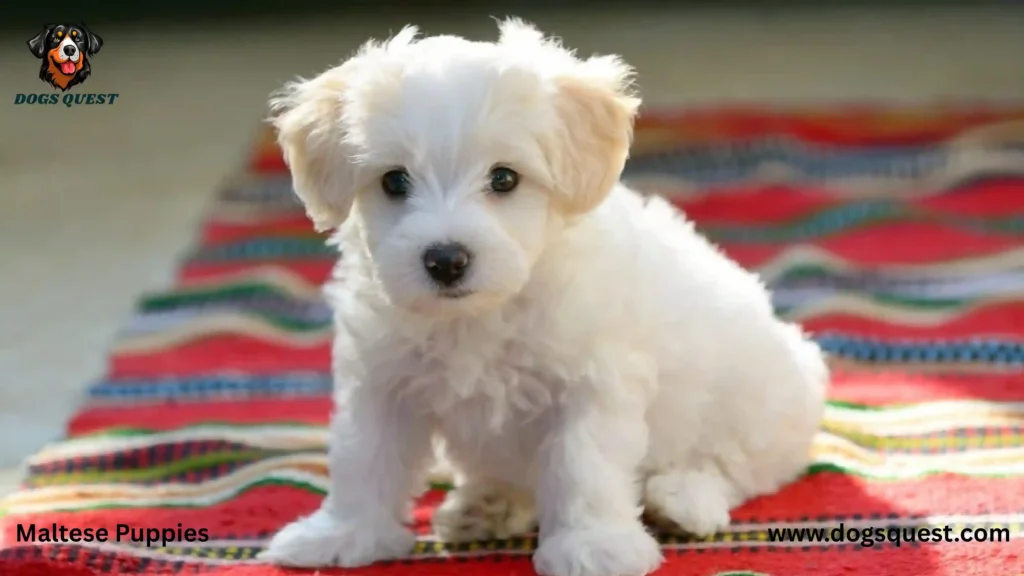 Maltese Puppies