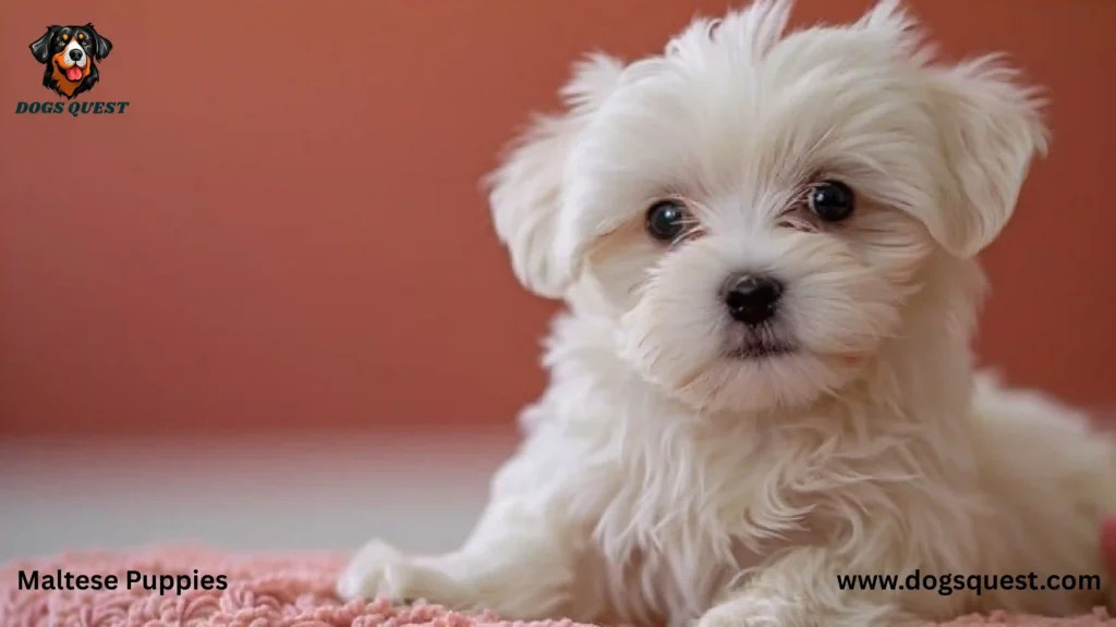Maltese Puppies