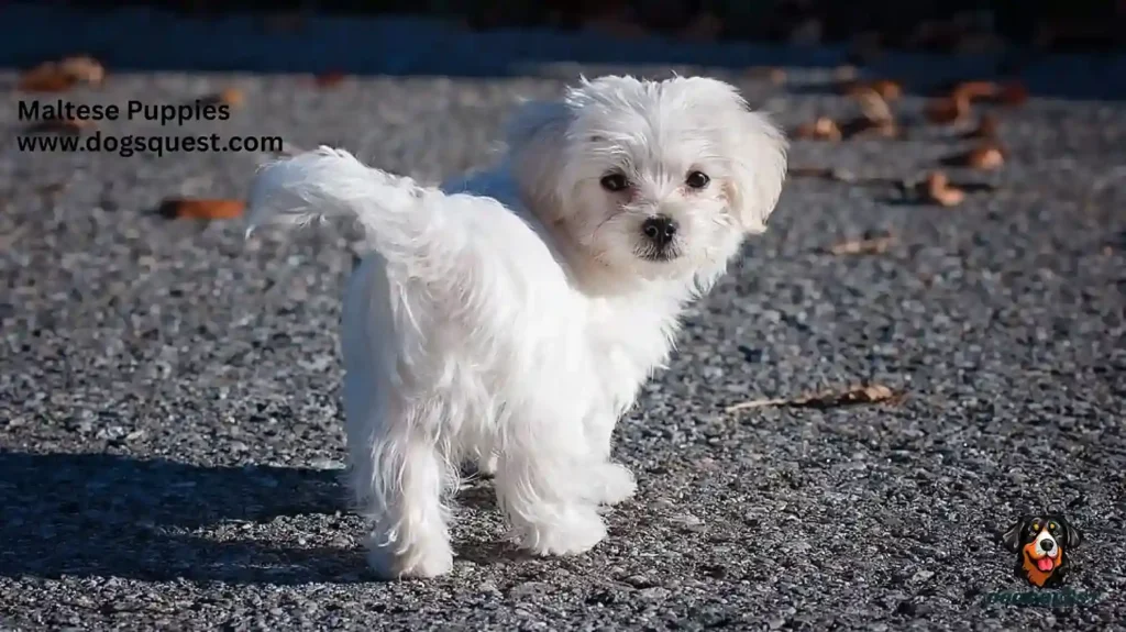 Maltese Puppies