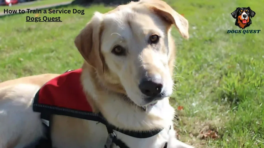 How to Train a Service Dog