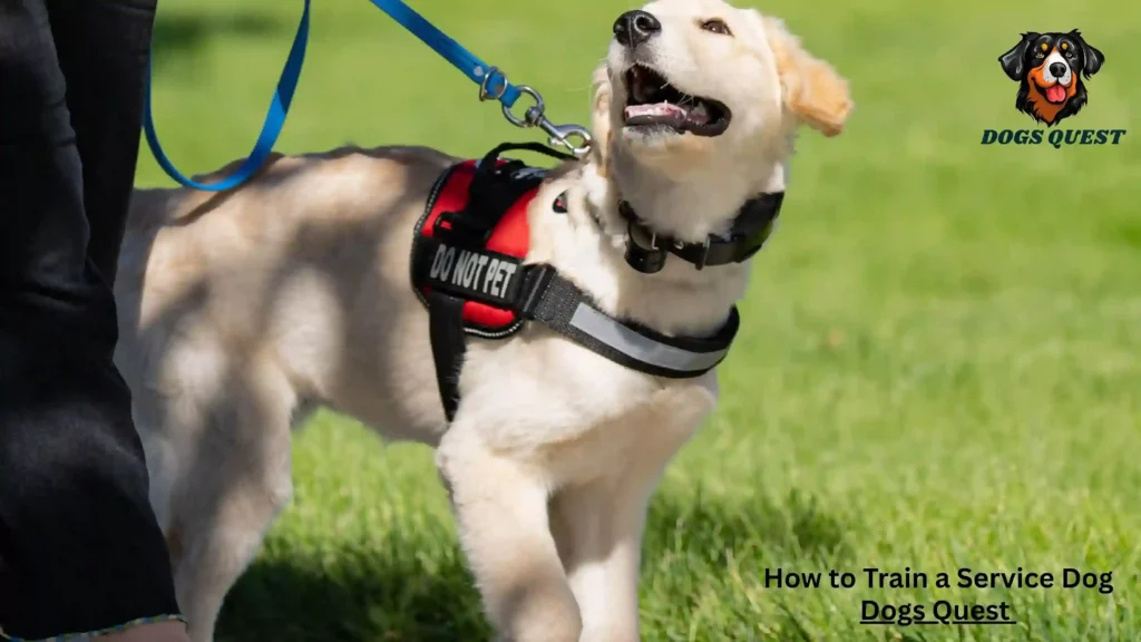 How to Train a Service Dog