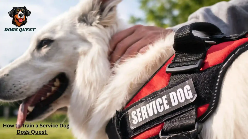 How to Train a Service Dog