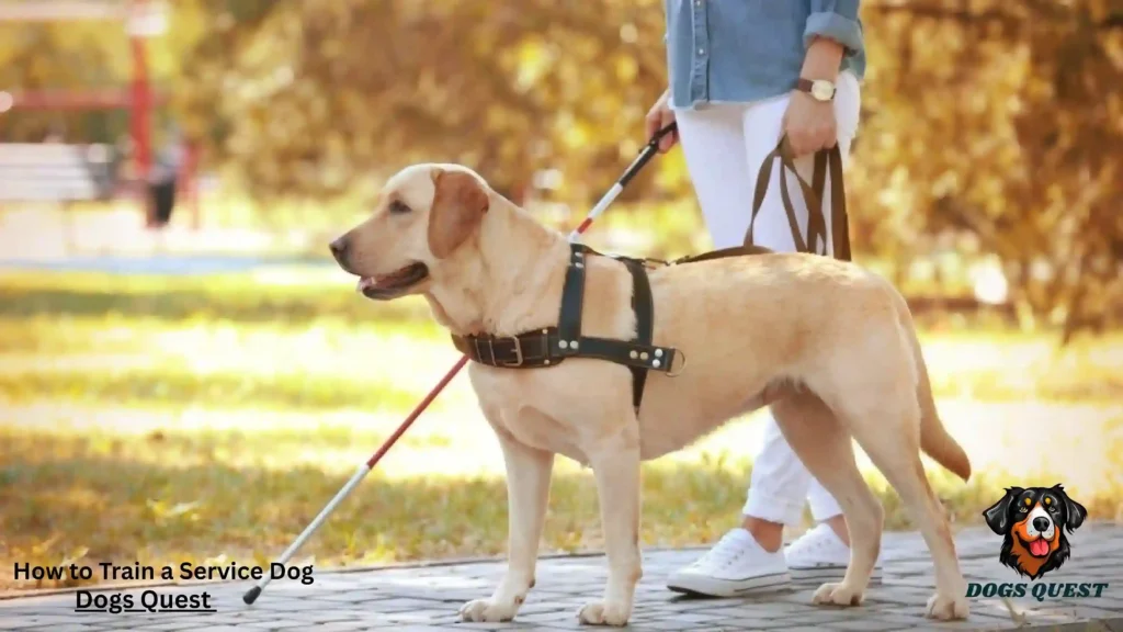 How to Train a Service Dog