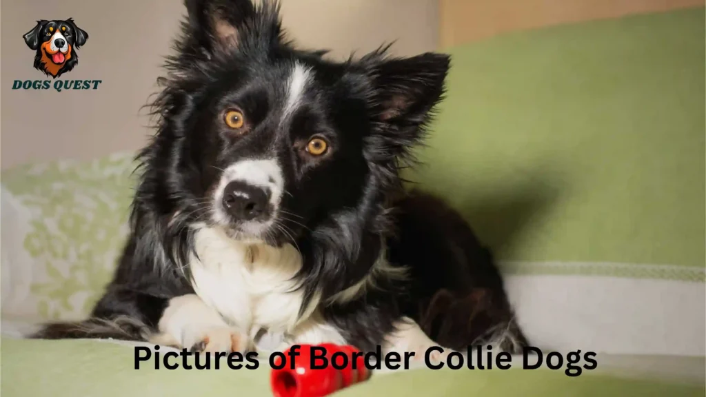 Pictures of Border Collie Dogs
