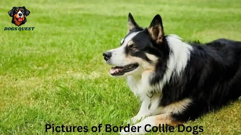 Pictures of Border Collie Dogs