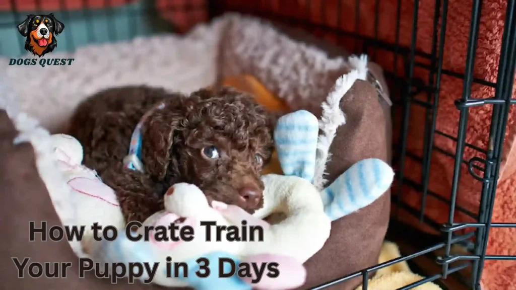How to Crate Train Your Puppy in 3 Days