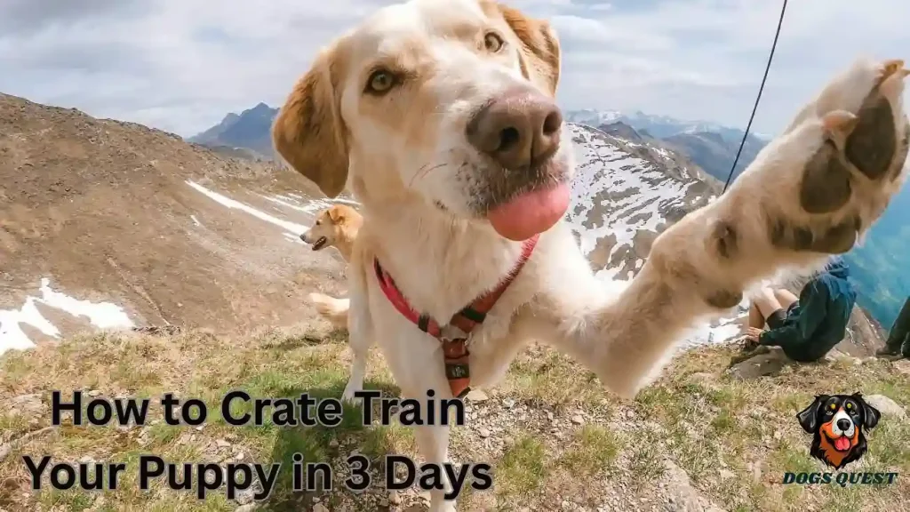 How to Crate Train Your Puppy in 3 Days