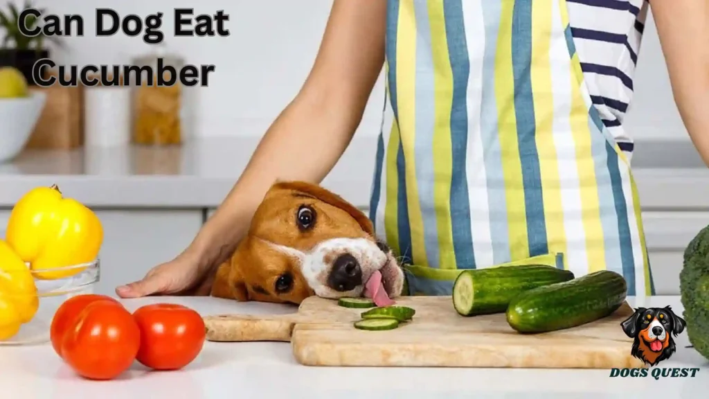 Can Dog Eat Cucumber