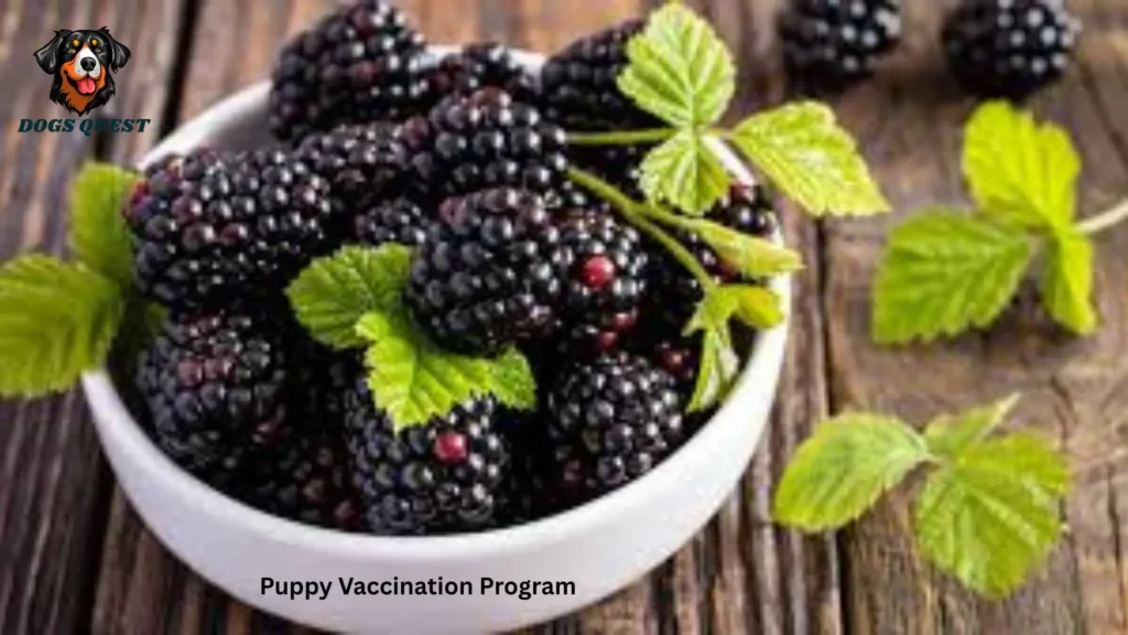 Can Dogs Eat Blackberries