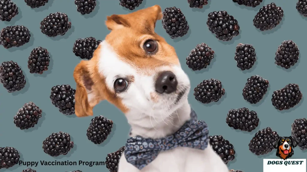 Can Dogs Eat Blackberries