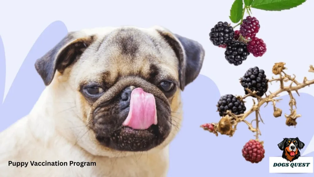 Can Dogs Eat Blackberries