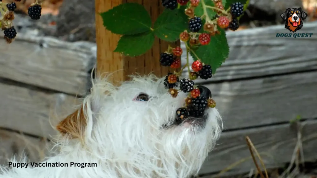 Can Dogs Eat Blackberries