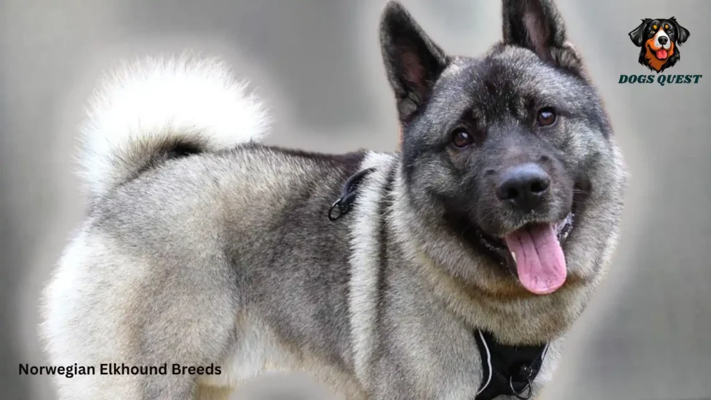 Norwegian Elkhound Breeds