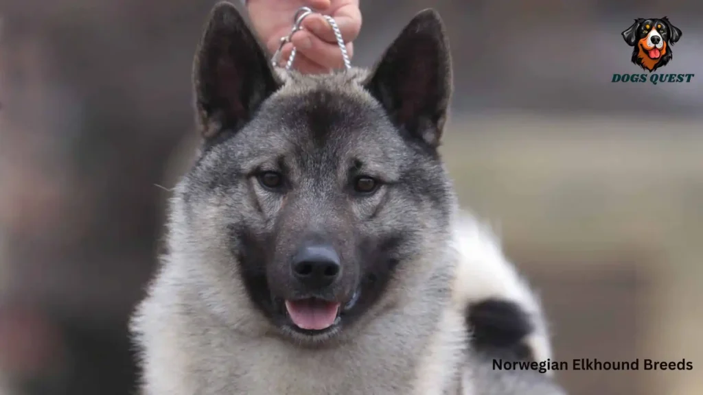 Norwegian Elkhound Breeds