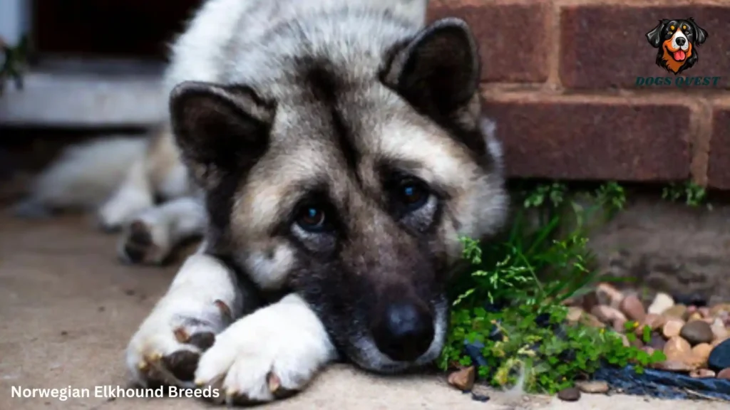 Norwegian Elkhound Breeds