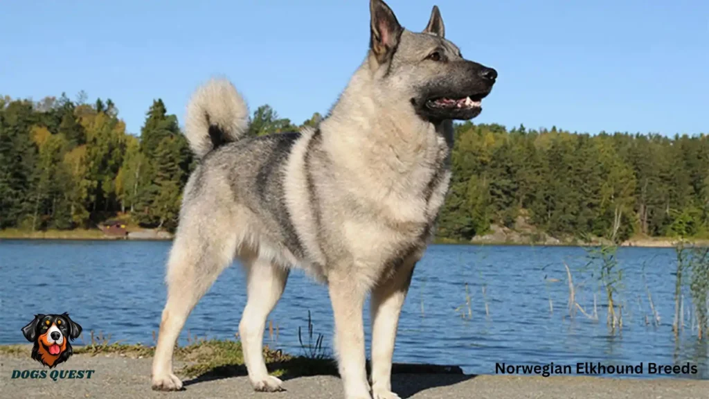 Norwegian Elkhound Breeds