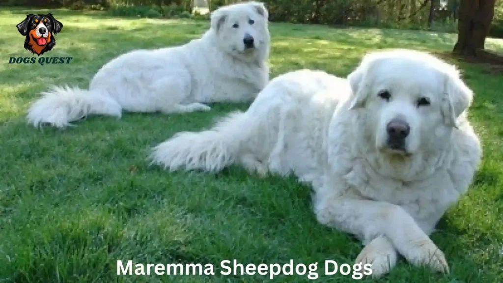 Maremma Sheepdog Dogs