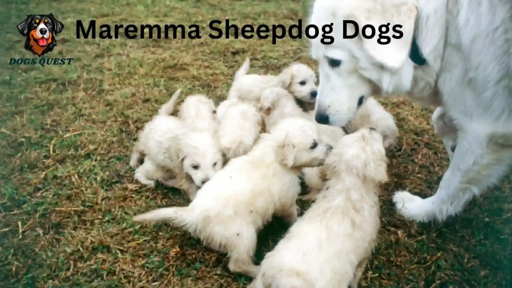 Maremma Sheepdog Dogs