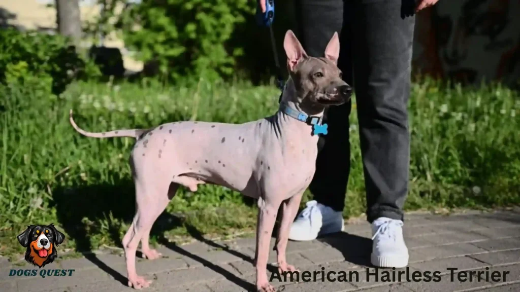 American Hairless Terrier