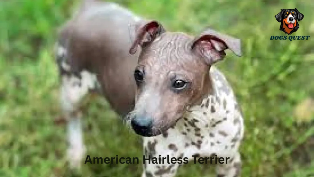 American Hairless Terrier
