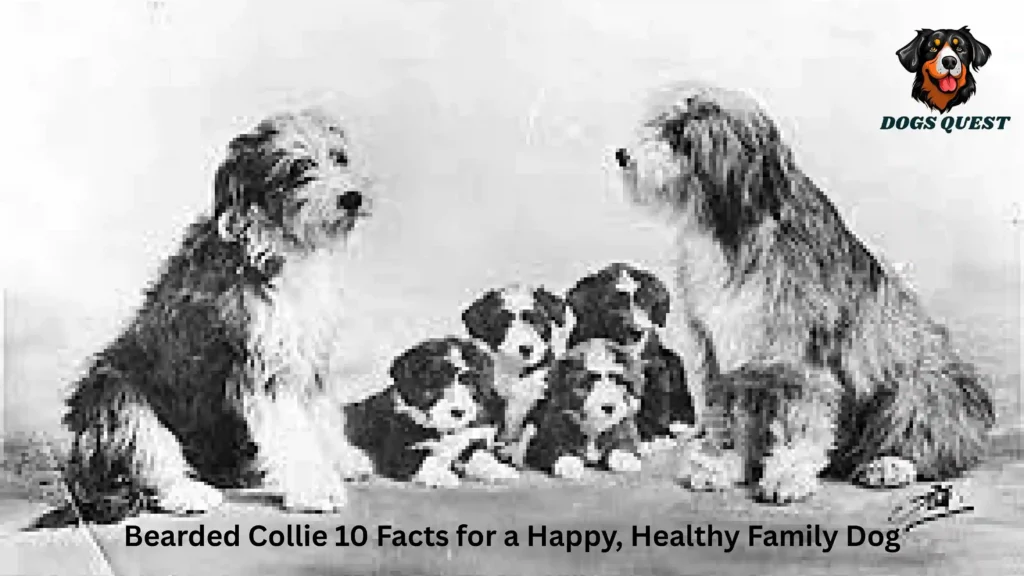 Bearded Collie 10 Facts for a Happy, Healthy Family Dog