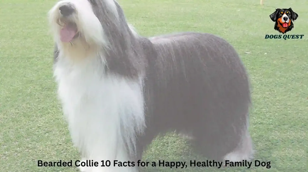 Bearded Collie 10 Facts for a Happy, Healthy Family Dog
