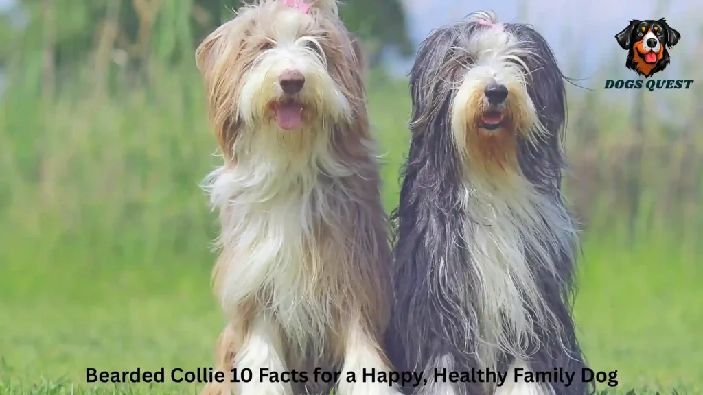 Bearded Collie 10 Facts for a Happy, Healthy Family Dog