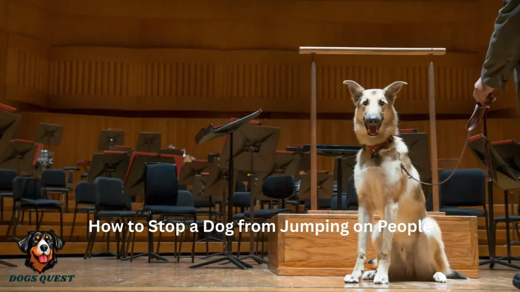 How to Stop a Dog from Jumping on People