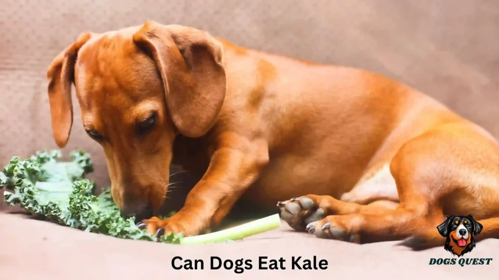 Can Dogs Eat Kale