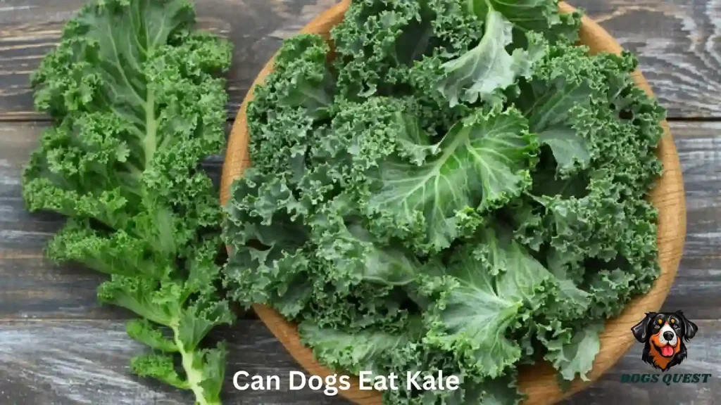Can Dogs Eat Kale