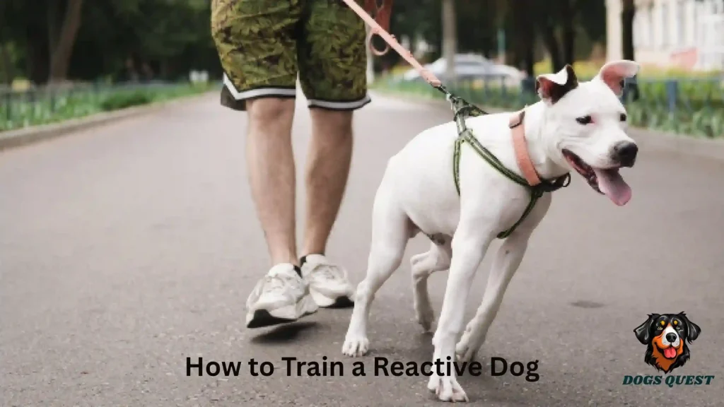 How to Train a Reactive Dog