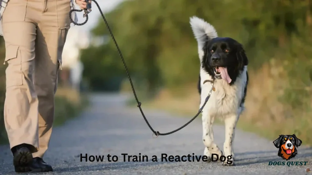 How to Train a Reactive Dog