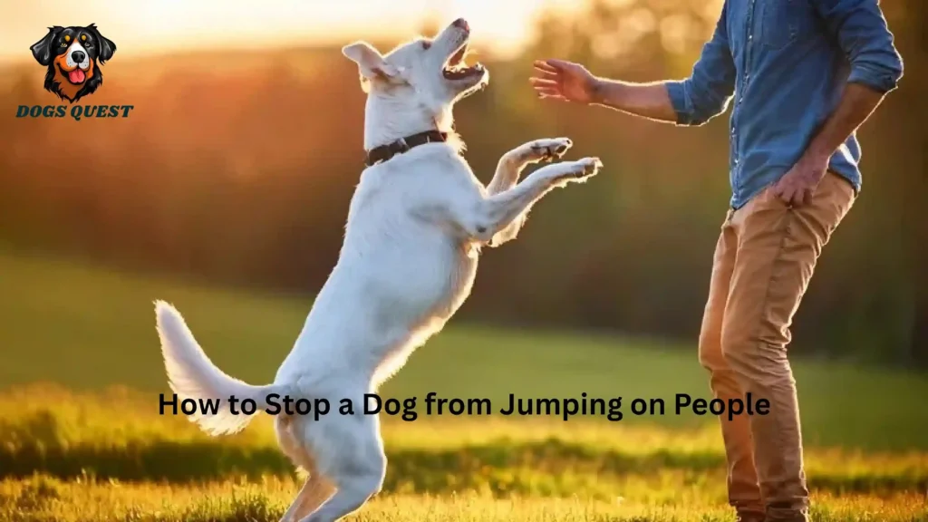 How to Stop a Dog from Jumping on People