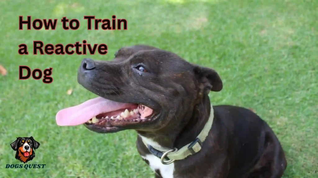 How to Train a Reactive Dog