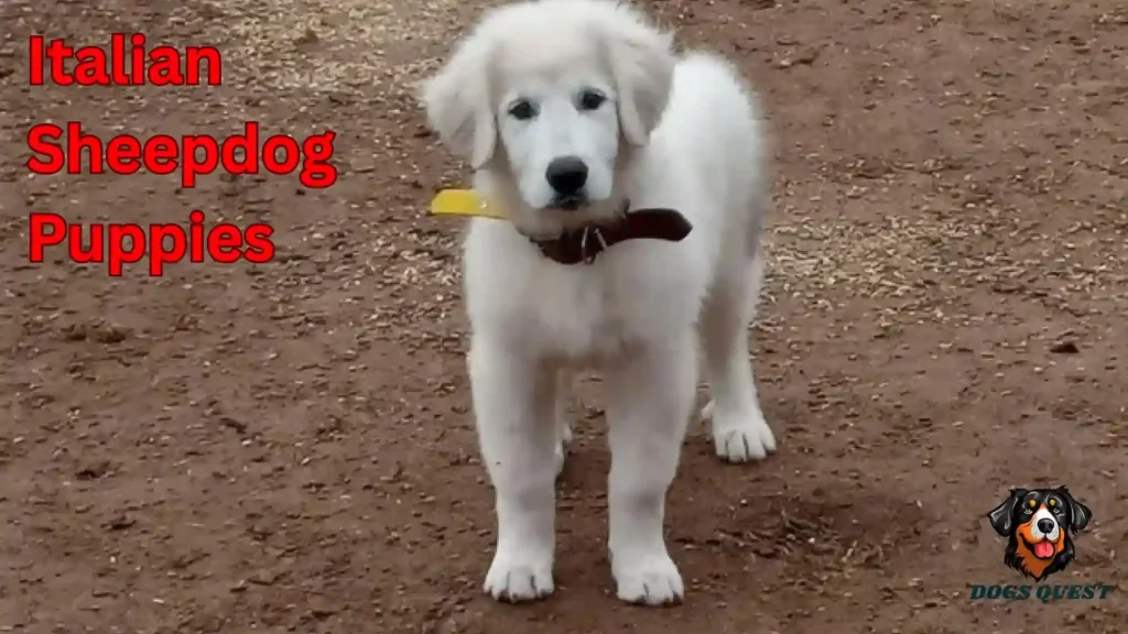 Italian Sheepdog Puppies