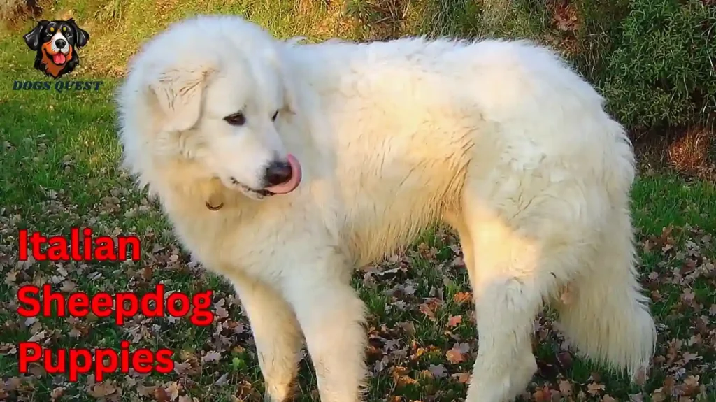 Italian Sheepdog Puppies